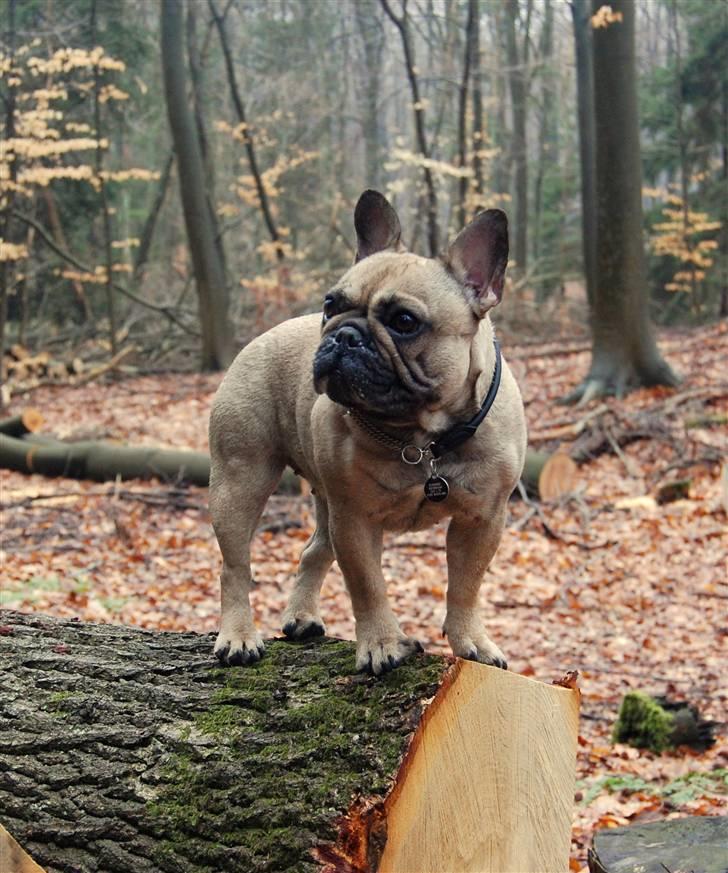 Fransk bulldog Effie billede 5