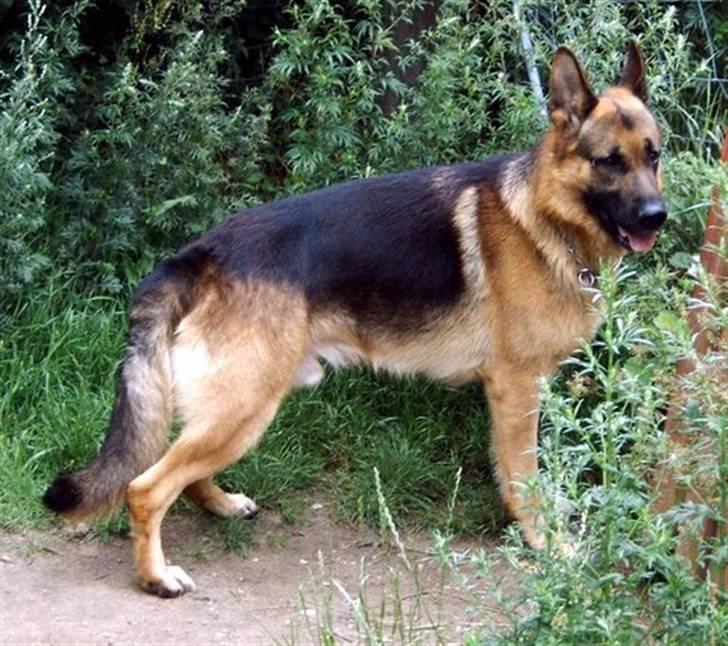 Schæferhund Ben billede 1