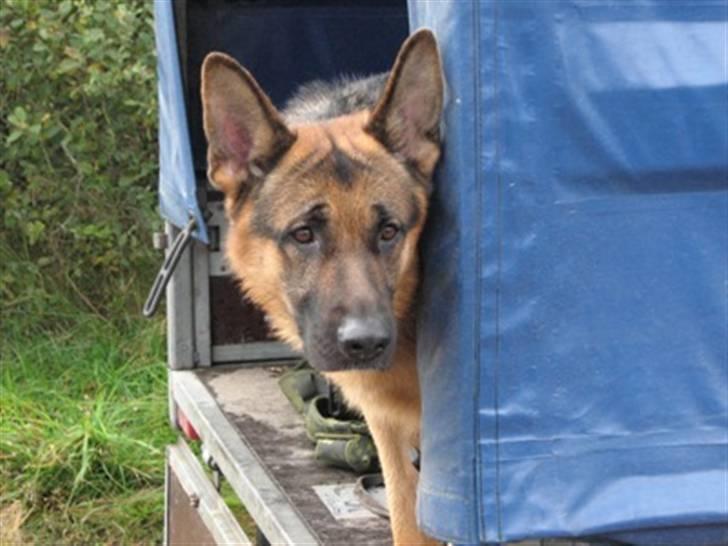 Schæferhund Ben billede 2