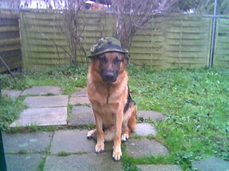 Schæferhund Ben billede 3