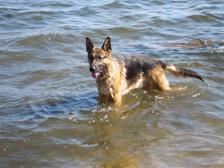 Schæferhund Ben billede 4