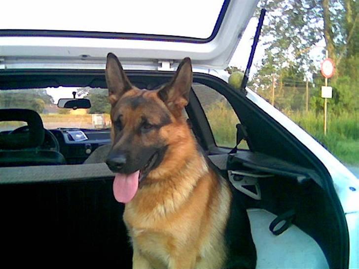 Schæferhund Ben billede 5