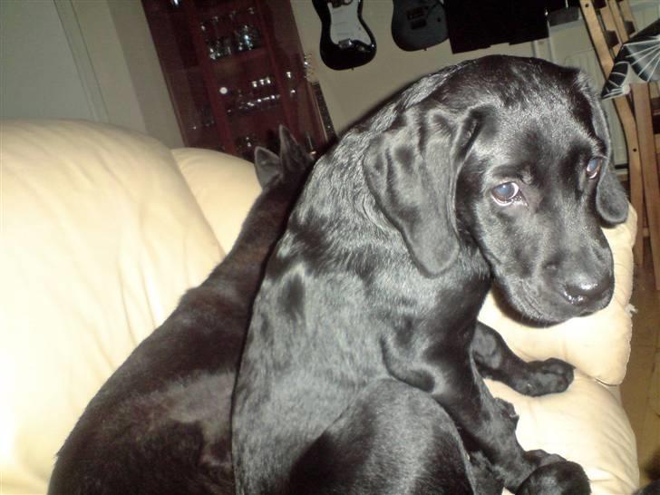 Blanding af racer Samson billede 2