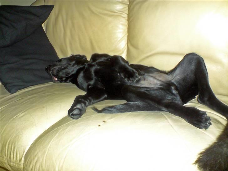 Blanding af racer Samson billede 3