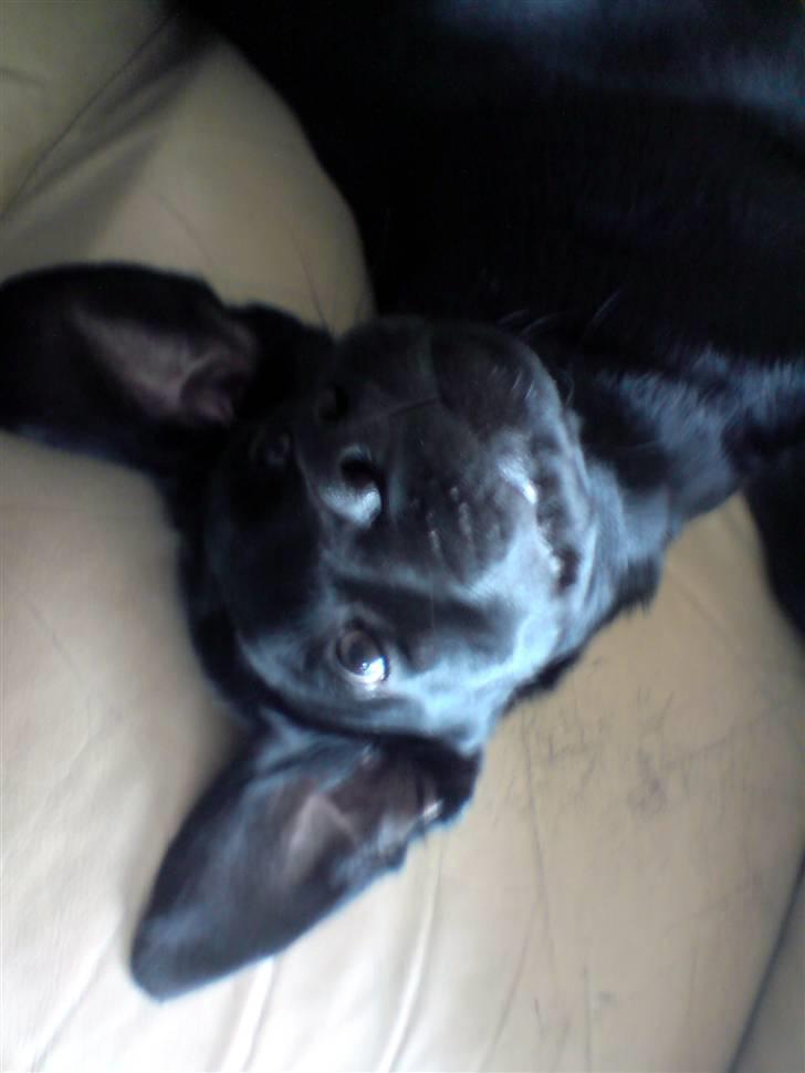 Blanding af racer Samson billede 4