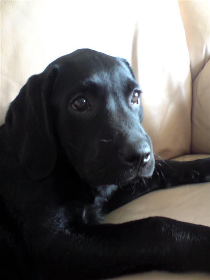 Blanding af racer Samson billede 5