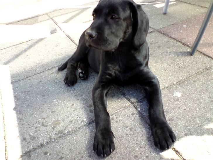 Blanding af racer Samson billede 6