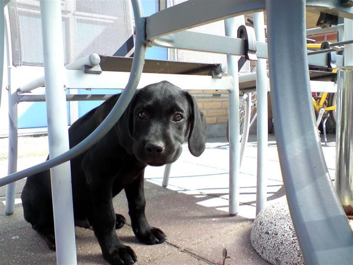 Blanding af racer Samson billede 7