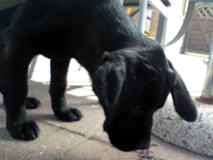 Blanding af racer Samson billede 8