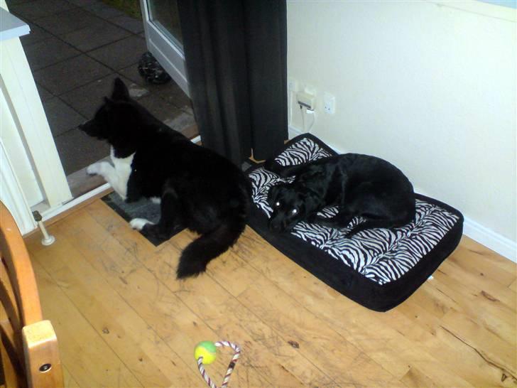 Blanding af racer Samson billede 9