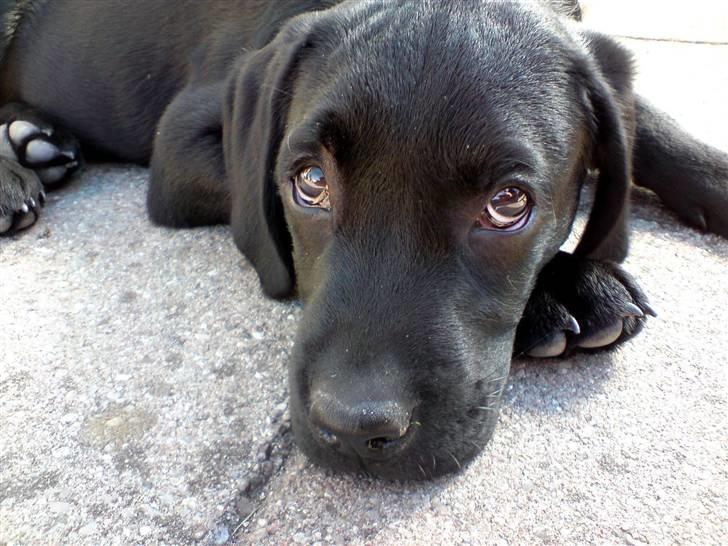 Blanding af racer Samson billede 10