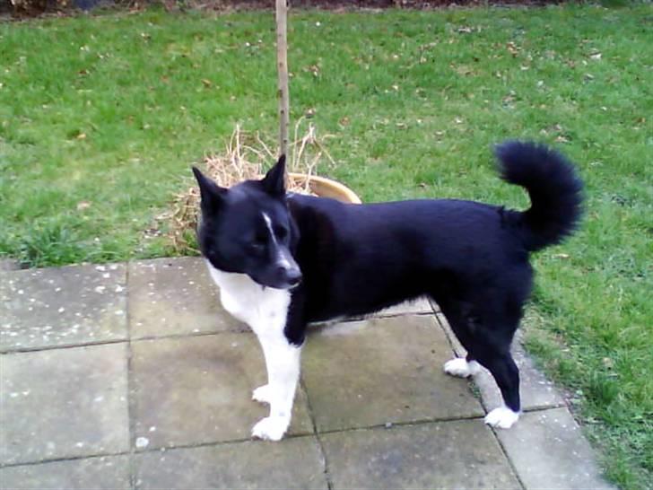 Karelsk bjørnehund Stella billede 2