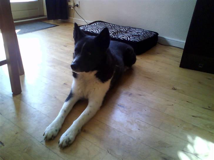 Karelsk bjørnehund Stella billede 3