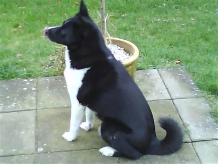 Karelsk bjørnehund Stella billede 4