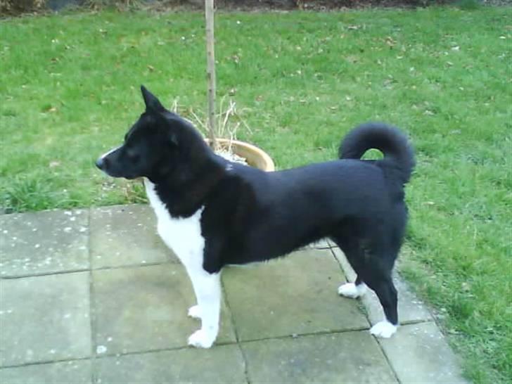 Karelsk bjørnehund Stella billede 5