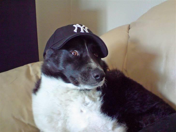 Karelsk bjørnehund Stella billede 6