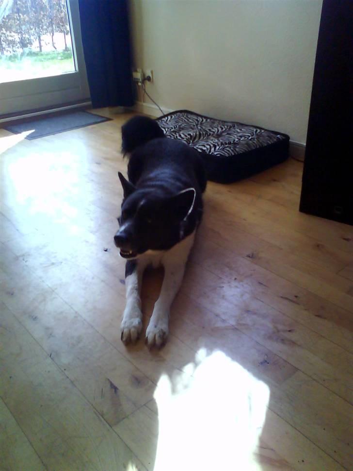 Karelsk bjørnehund Stella billede 7