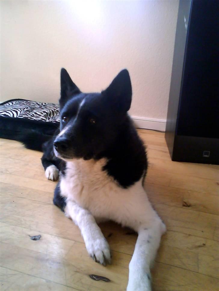 Karelsk bjørnehund Stella billede 8