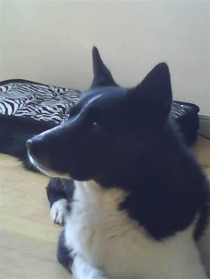 Karelsk bjørnehund Stella billede 9