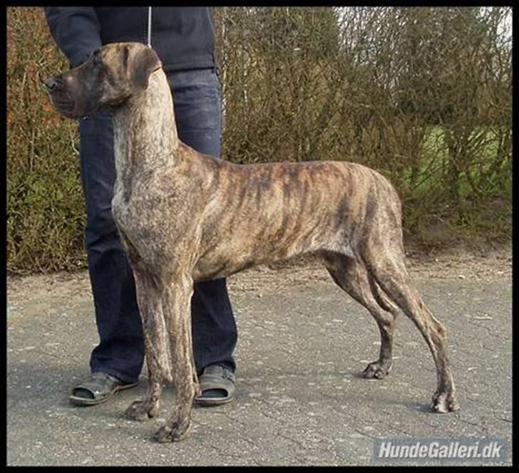 Grand danois Samuraiwood´s Annabelle  billede 1