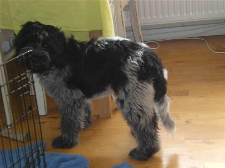 Schapendoes Elvis billede 6