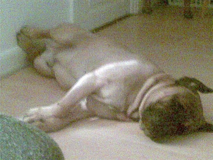 Bullmastiff Møffe (rip) billede 4