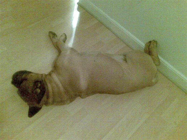 Bullmastiff Møffe (rip) billede 5