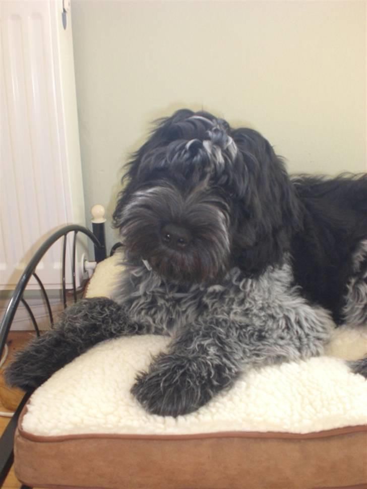 Schapendoes Elvis billede 7