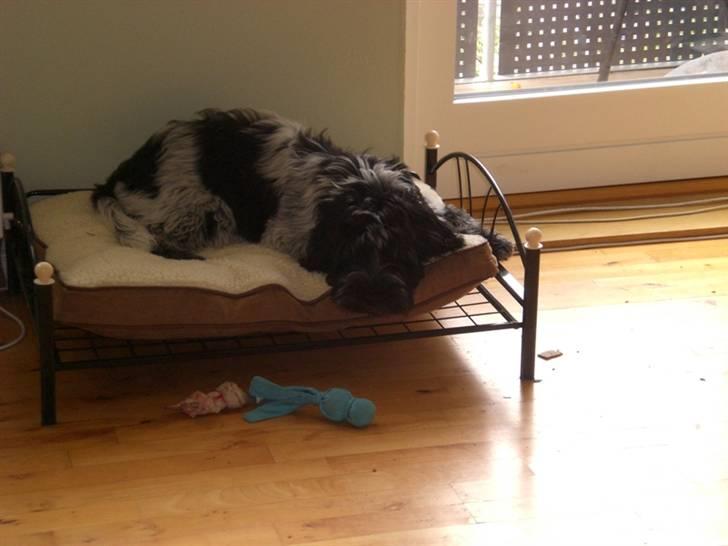 Schapendoes Elvis billede 9