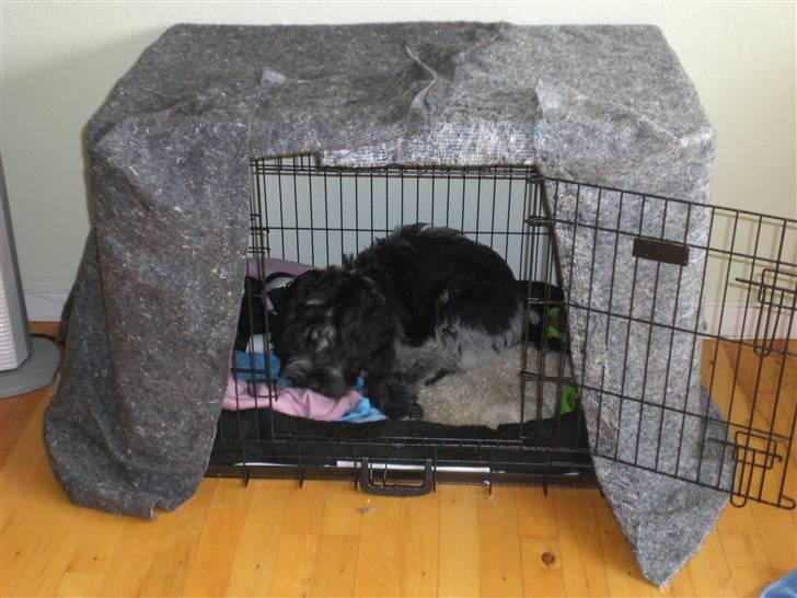 Schapendoes Elvis billede 10