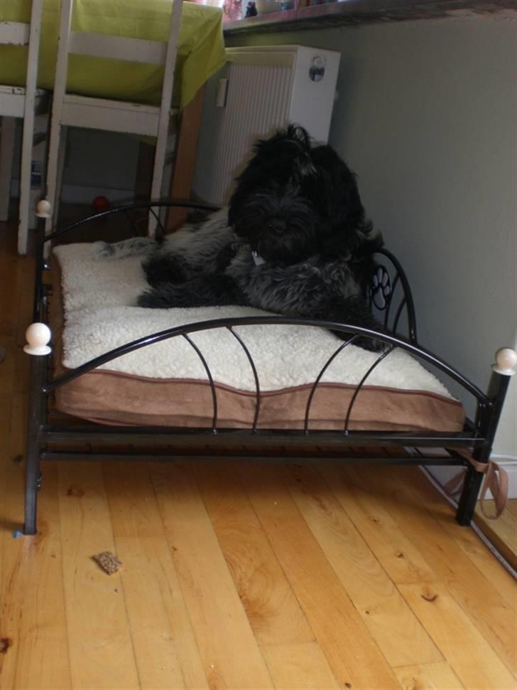 Schapendoes Elvis billede 11