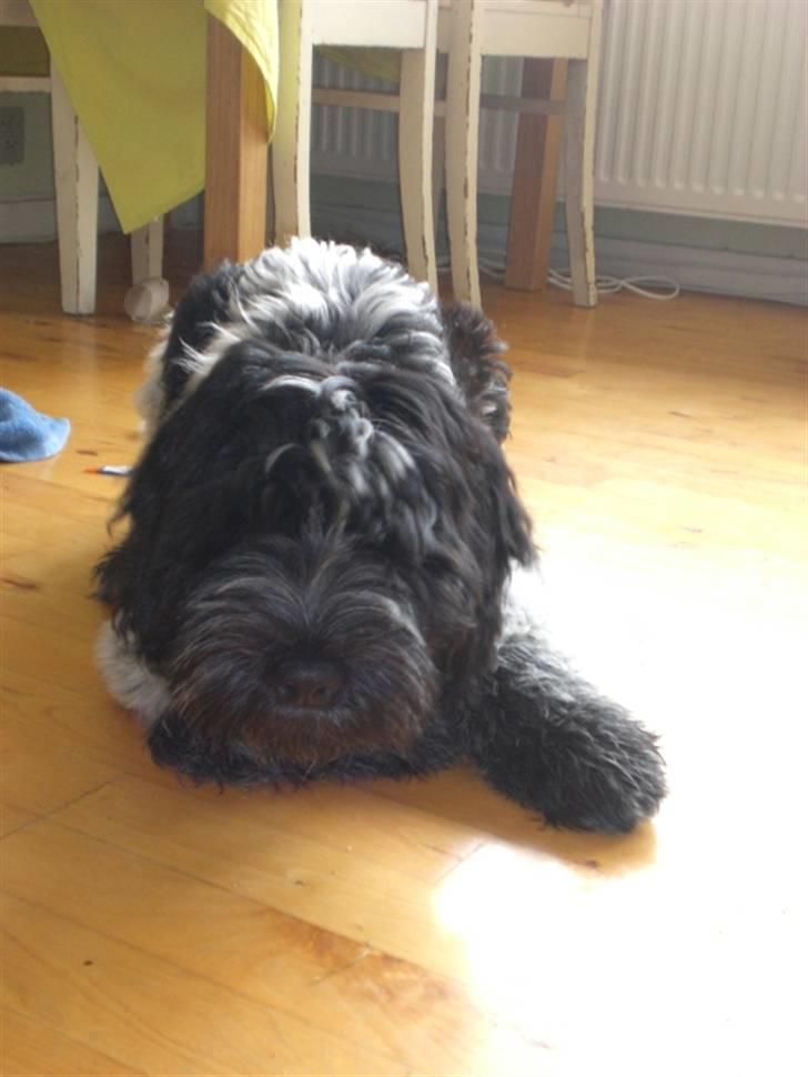 Schapendoes Elvis billede 12