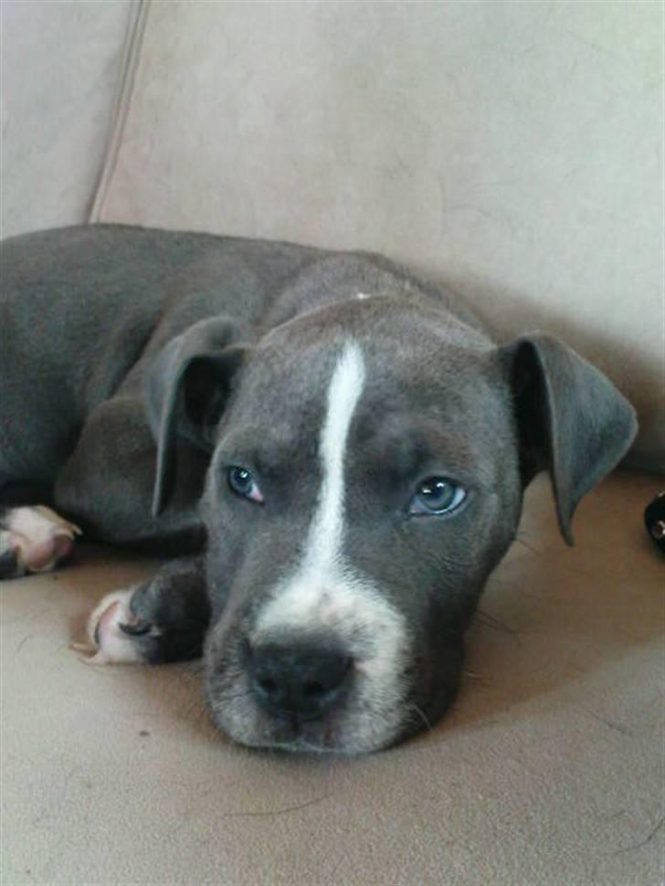 Blanding af racer Paplo - Smukke blå øjn  billede 1