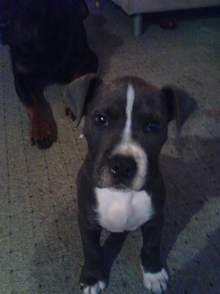 Blanding af racer Paplo - Paplo og han´s legekammerat trold i baggrunden :) billede 2