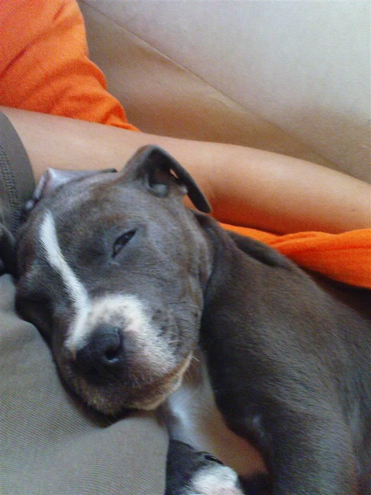 Blanding af racer Paplo - Paplo sover ;) billede 3