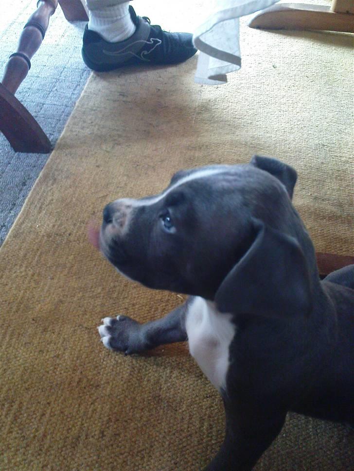 Blanding af racer Paplo billede 4