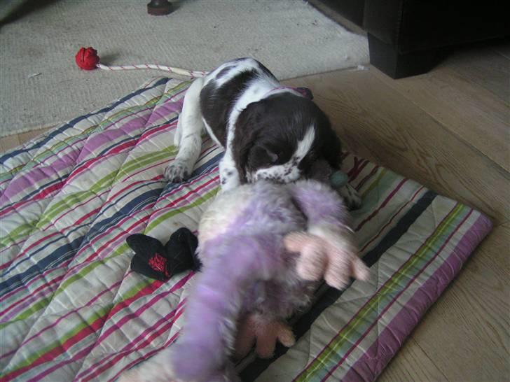 Engelsk springer spaniel Laika billede 6