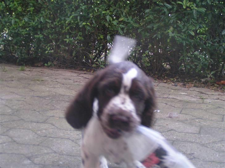 Engelsk springer spaniel Laika billede 7
