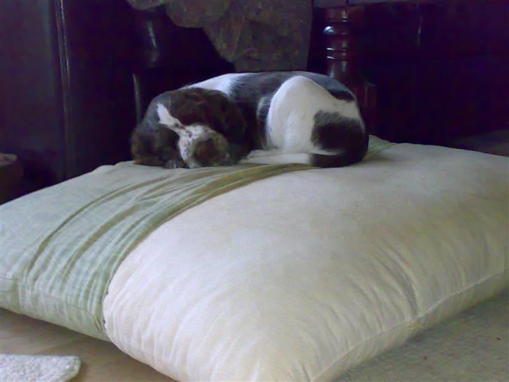 Engelsk springer spaniel Laika - Prinsessen billede 9