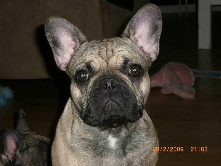 Fransk bulldog Anastacia aka Micha - Micha 8 mdr *NYT* billede 14