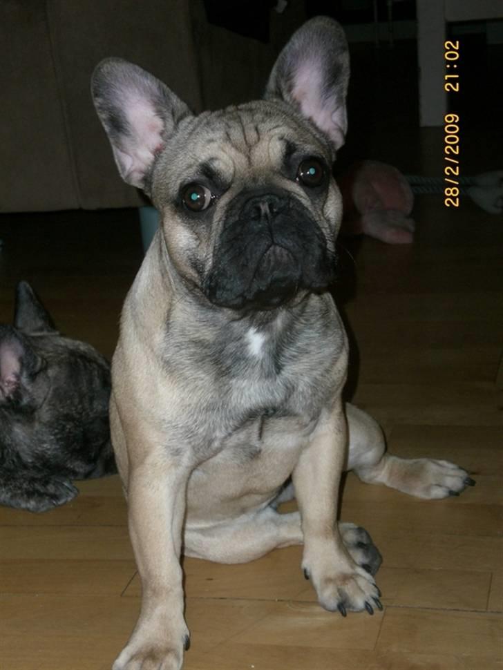 Fransk bulldog Anastacia aka Micha - Micha 8 mdr. *NYT* billede 15