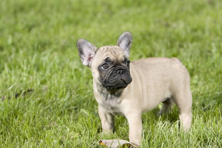 Fransk bulldog Anastacia aka Micha billede 16