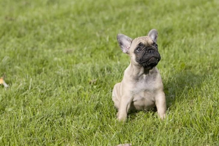 Fransk bulldog Anastacia aka Micha billede 17