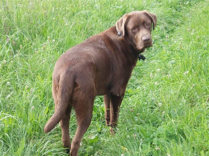 Labrador retriever Anton (Berg) - Kom nu moar vi skal hjem nu  billede 11