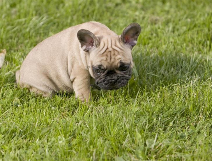 Fransk bulldog Anastacia aka Micha billede 18