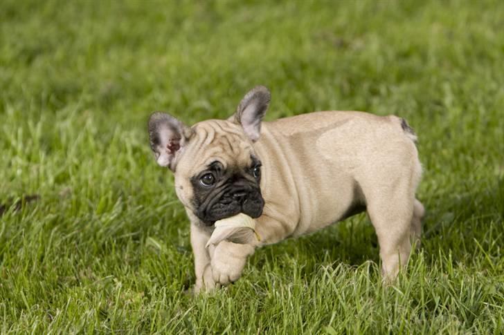 Fransk bulldog Anastacia aka Micha billede 19