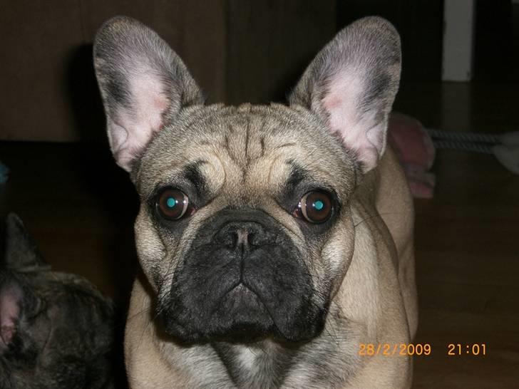 Fransk bulldog Anastacia aka Micha - Micha 8 mdr *NYT* billede 20
