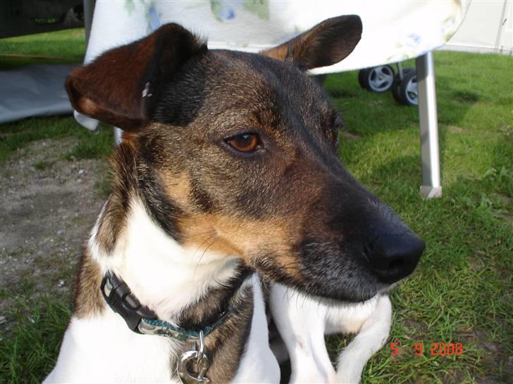 Dansk svensk gaardhund | Sputnik billede 20