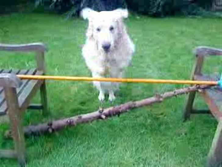 Golden retriever Giddygold the Tinderbox - en lille springer er man vel altid..? billede 10