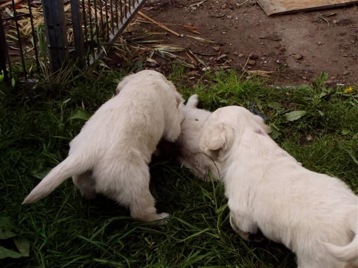 Golden retriever Giddygold the Tinderbox - leg med nogen af de andre søskende.(på kennelen) billede 11